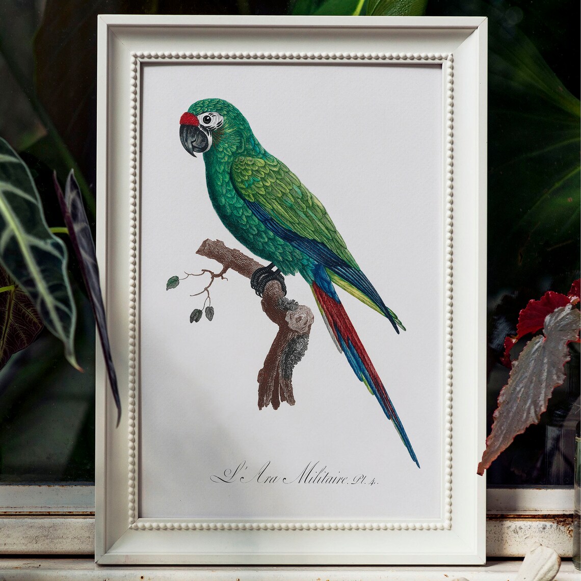 Parrot Vintage Drawing Art Print, Antique Style - Image 4