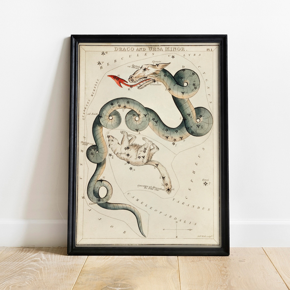 Draco Vintage Space Drawing Poster Print