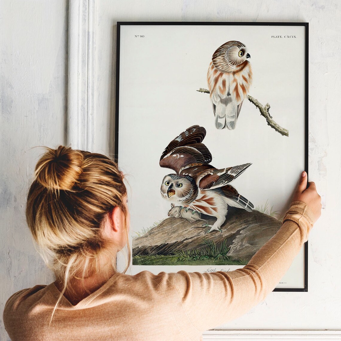 Audubon Little Owl Vintage Bird Plate Art Print for Bird Lovers - Image 3