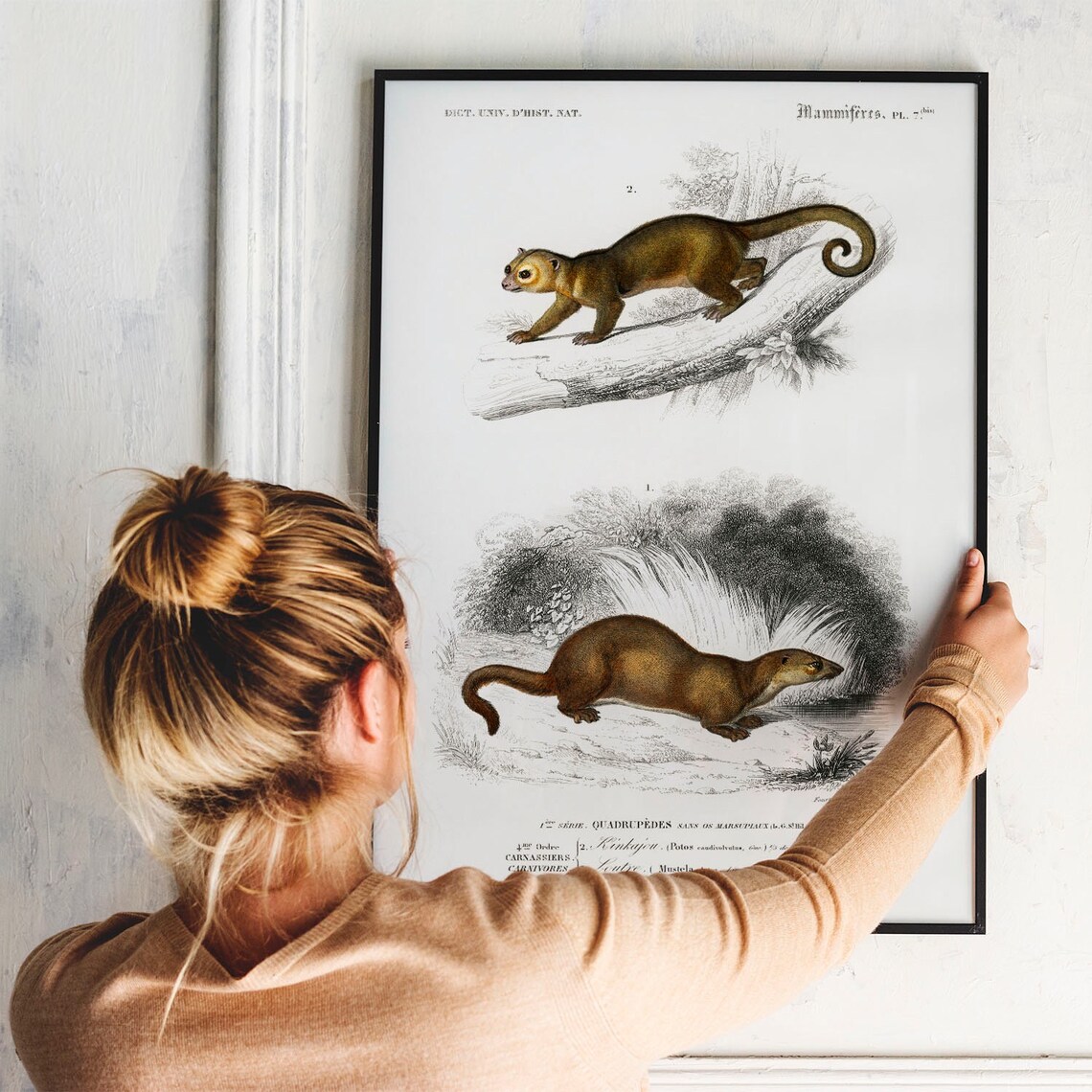 Antique Kinkajou Otter Natural History Mammals Vintage Wildlife Poster - Image 3