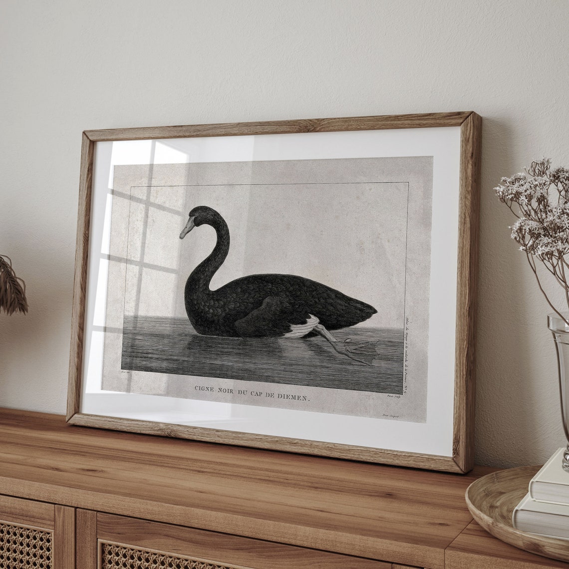 Black Swan Art Print Vintage Bird Print Wall Decor Bird Art Vintage Art Swan Drawing Vintage Bird Art Swan Art Swan Print C16 690 - Image 4