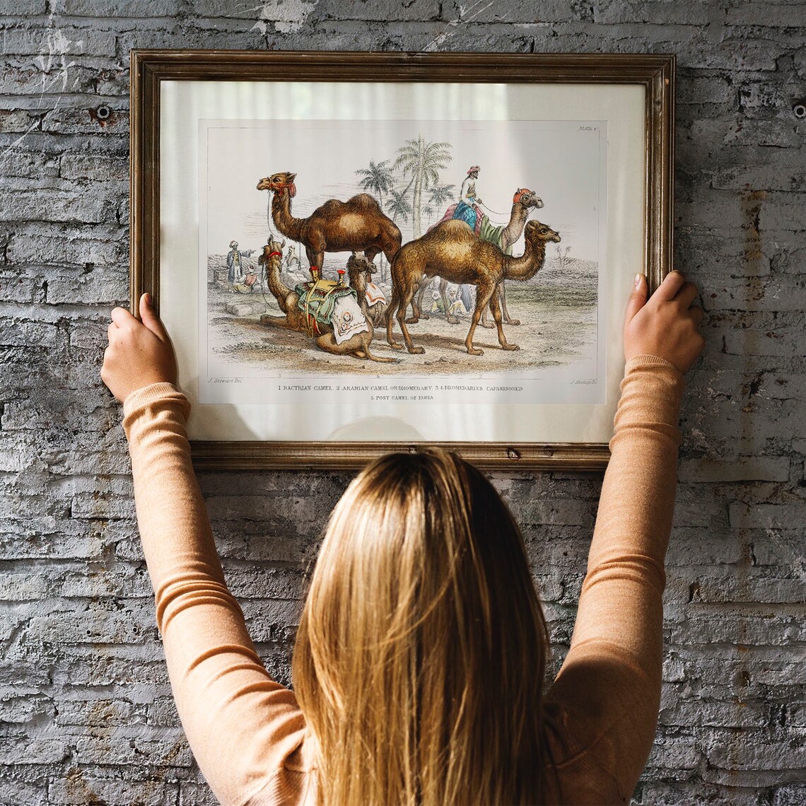 Camel Collection Vintage Animal Art Print - Image 3