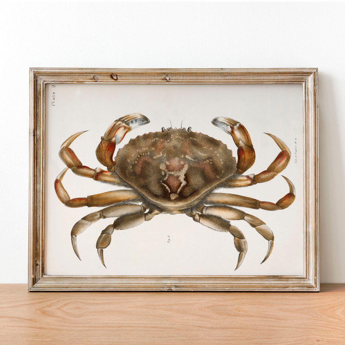 Crab Antique Print Illustration Vintage Poster