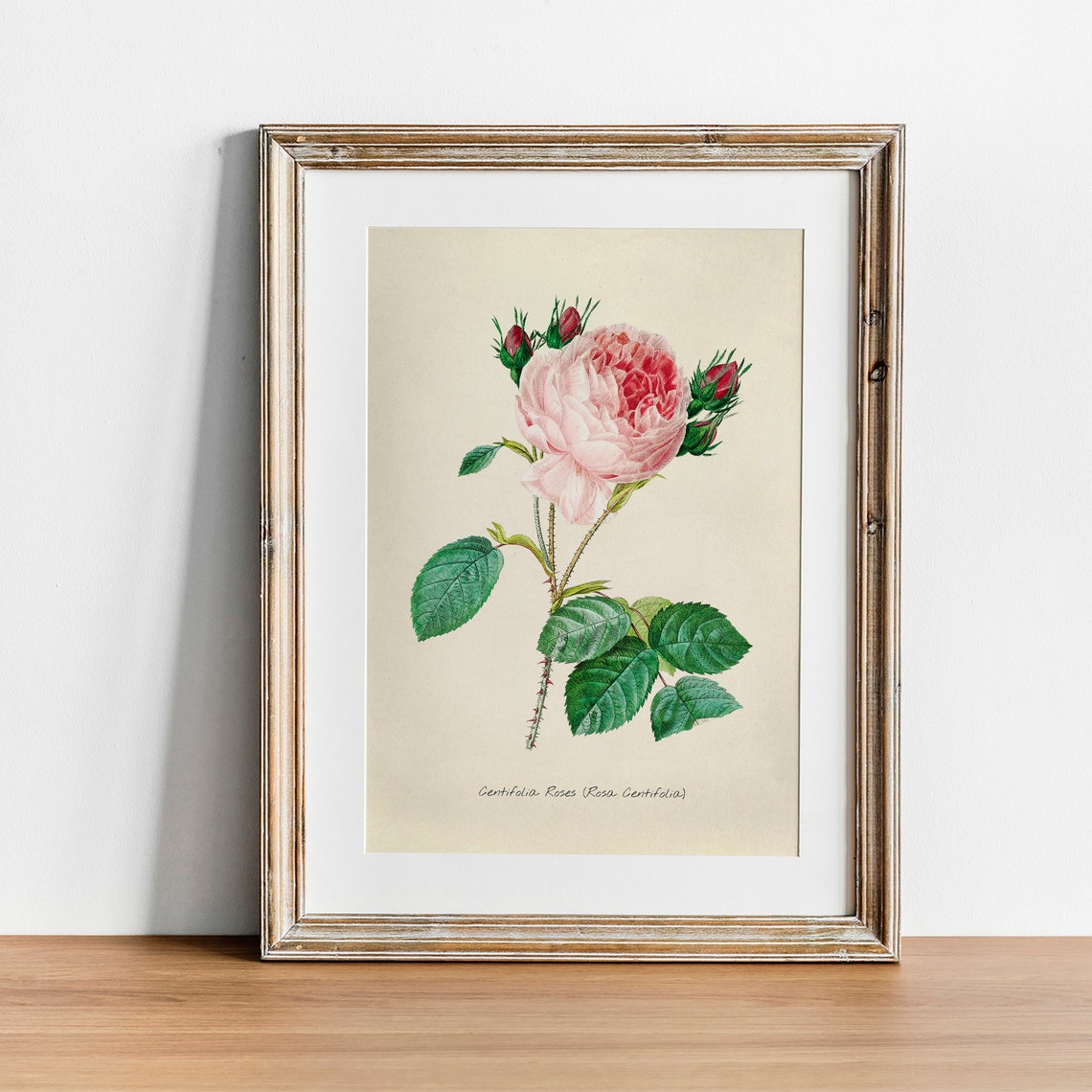 Pink Rose Centifolia Botanical Engraving Vintage Flower Art Print