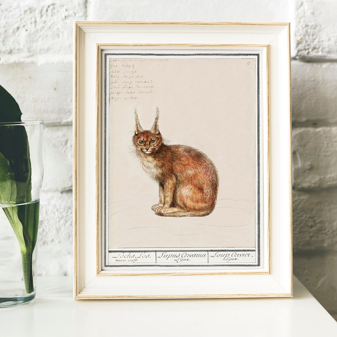Lynx Print, Vintage Zoology Wall Art Poster - Image 2