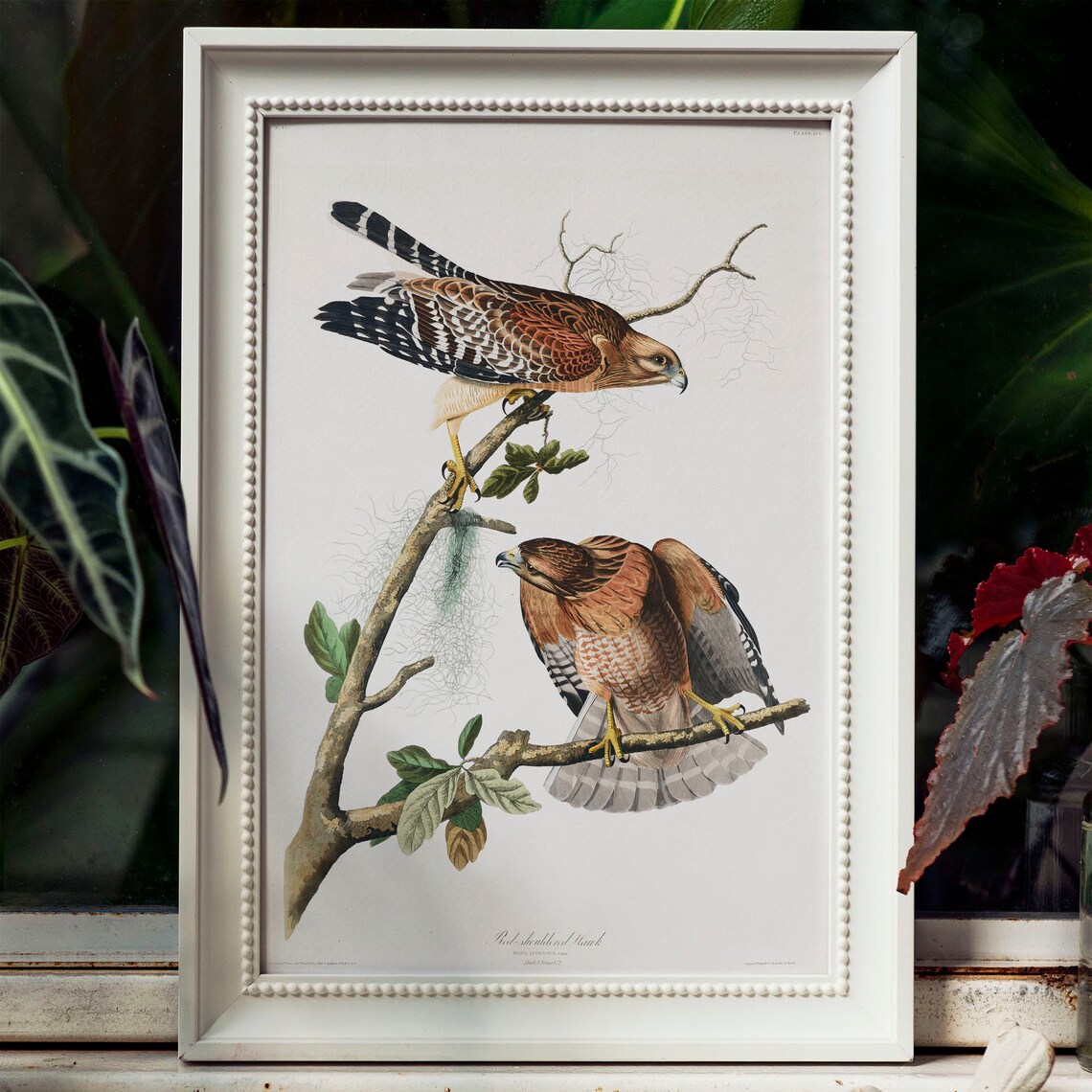 Hawk Print, Vintage Bird Drawing Art Print - Image 3