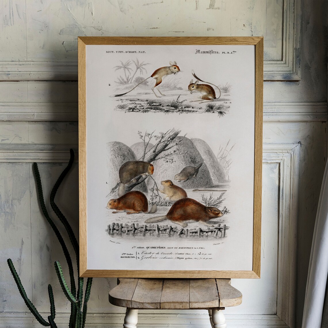 Beaver Antique Animal Print, Vintage Animal Drawing - Image 4