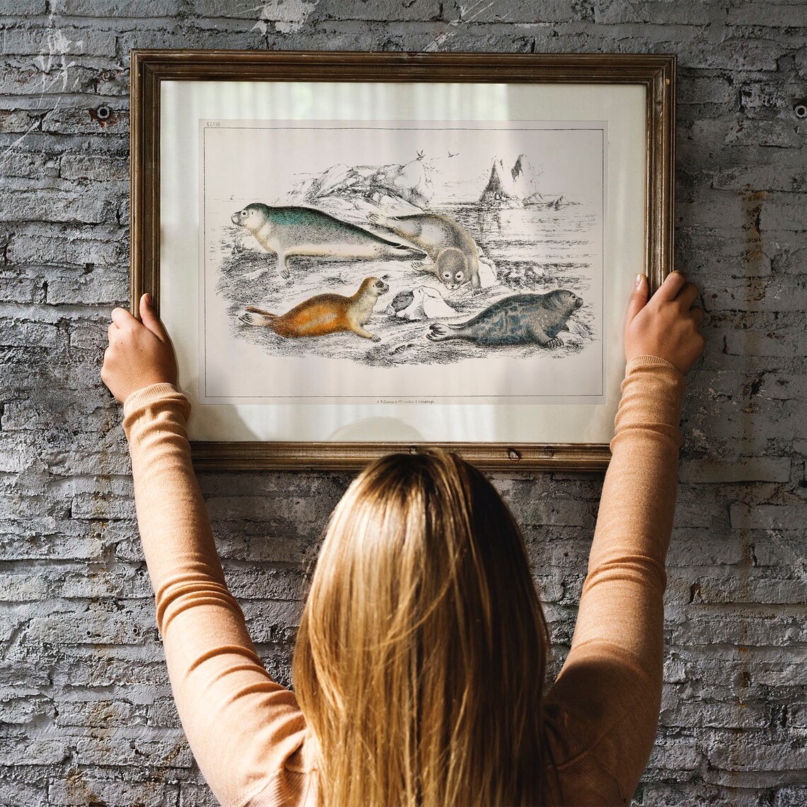 Seals Antique Animal Painting, Vintage Wall Art - Image 3