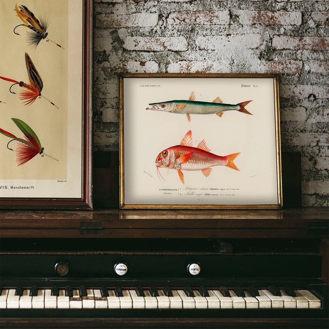 Vintage Fish Antique Print Illustration Art Print - Image 4