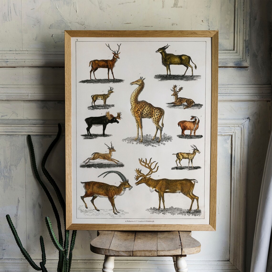 Vintage Deer Species Natural History Chart Art Print for Walls - Image 4