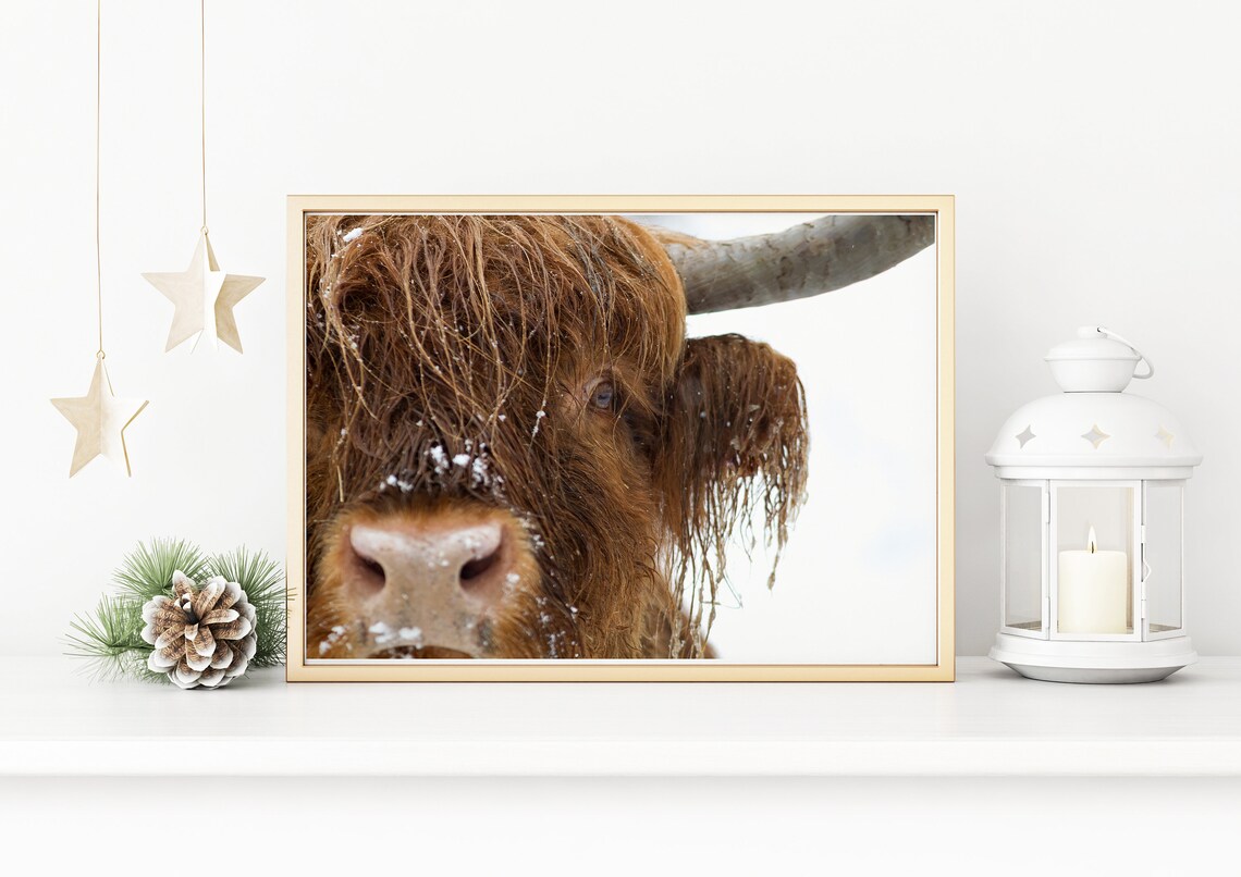 Winter Highland Cow Art Print, Christmas Nature Decor