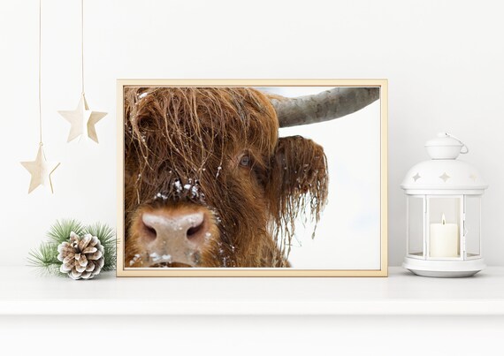 Winter Highland Cow Art Print, Christmas Nature Decor