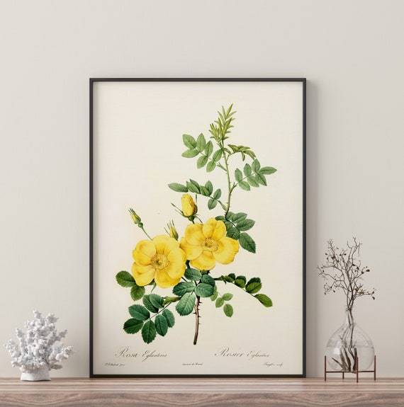 Yellow Flower Branch Botanical Watercolor Art Print