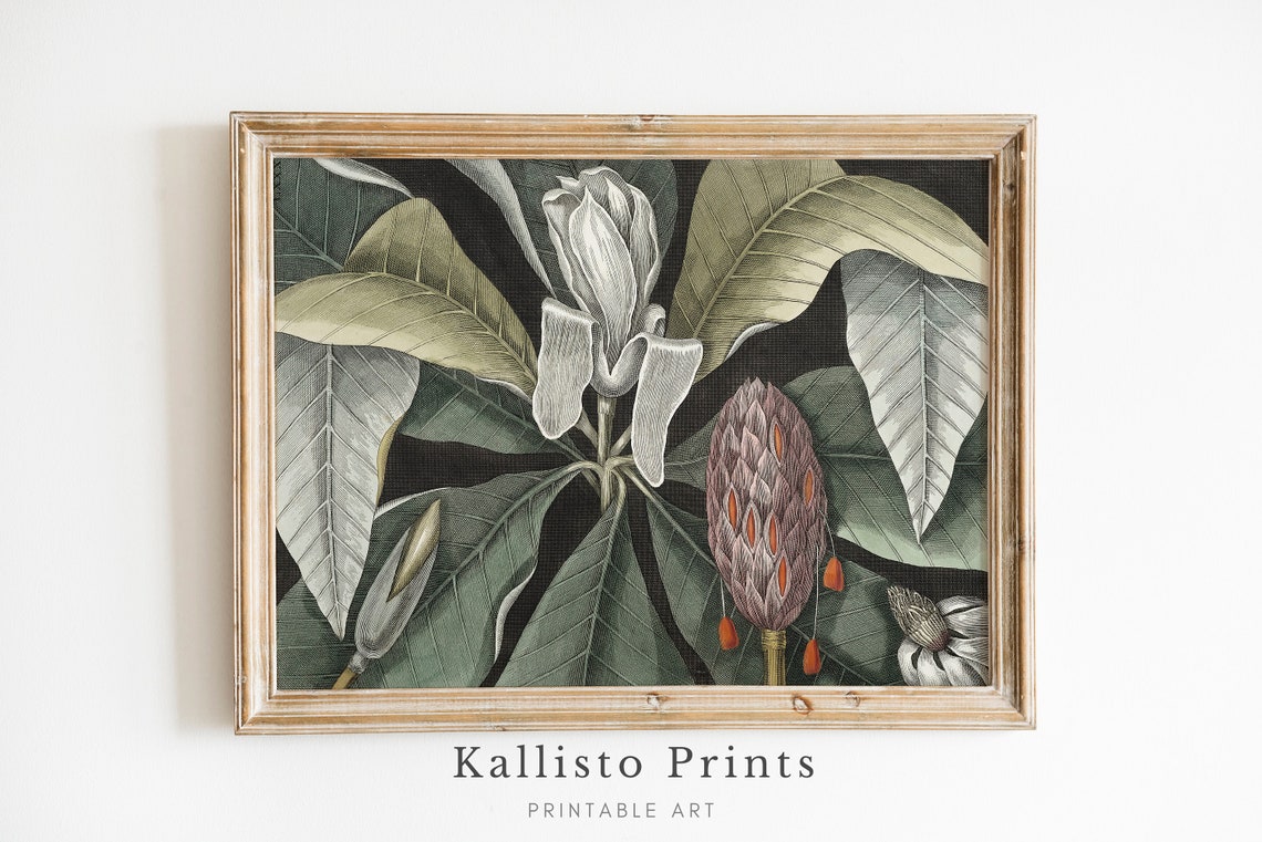 Vintage Botanical Magnolia Illustration Antique Exotic Plant Poster