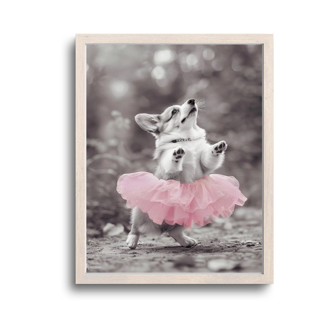 Corgi Puppy Pink Tutu Funny Dress Up Black White Photo Poster