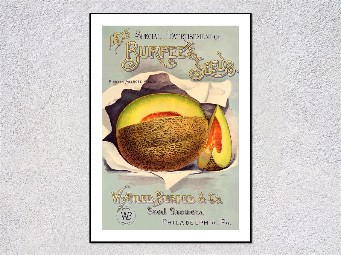 1893 Burpees Melrose Melon Seed Advertisement Vintage Botanical Poster