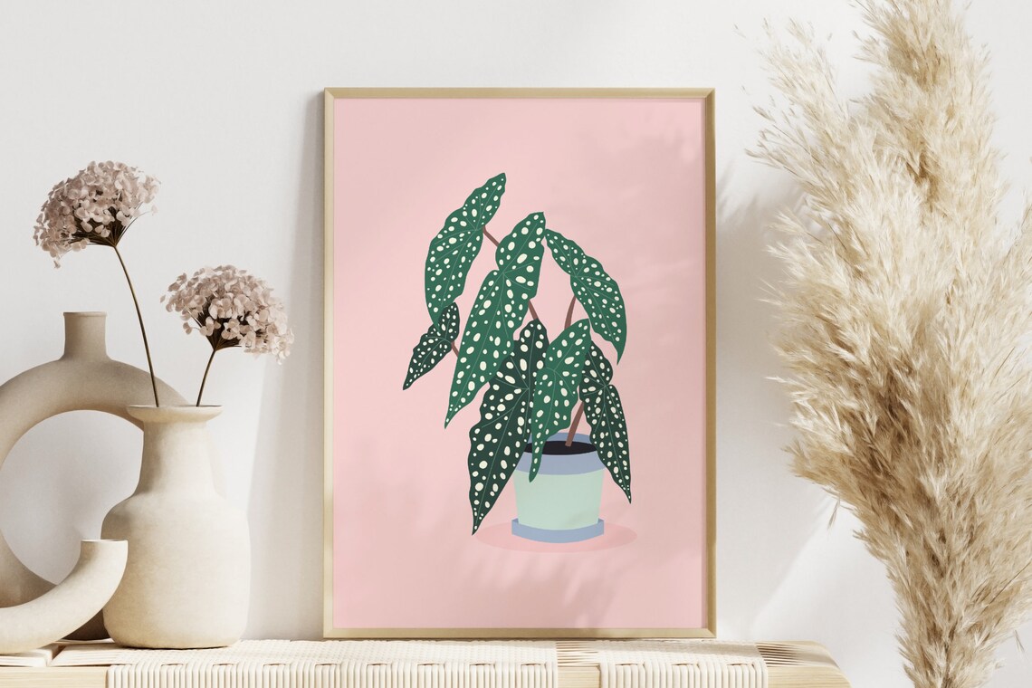 Polka Dot Begonia House Plant Pink Botanical Illustration Poster