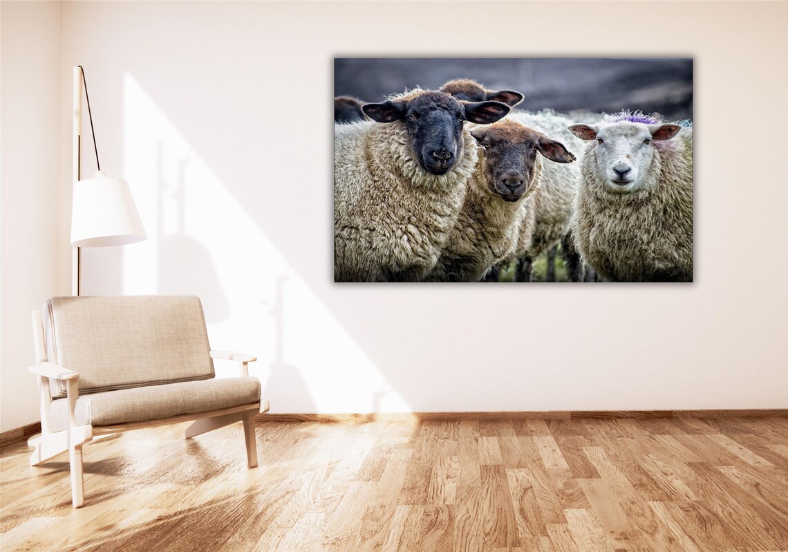 Curious Flock of Sheep Close Up Farm Animal Photography Poster - Image 3