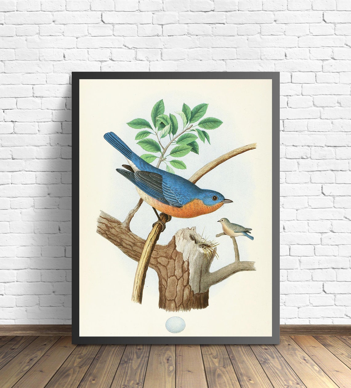 Eastern Bluebird Perched Vintage Naturalist Bird Painting Wall Art - Image 2