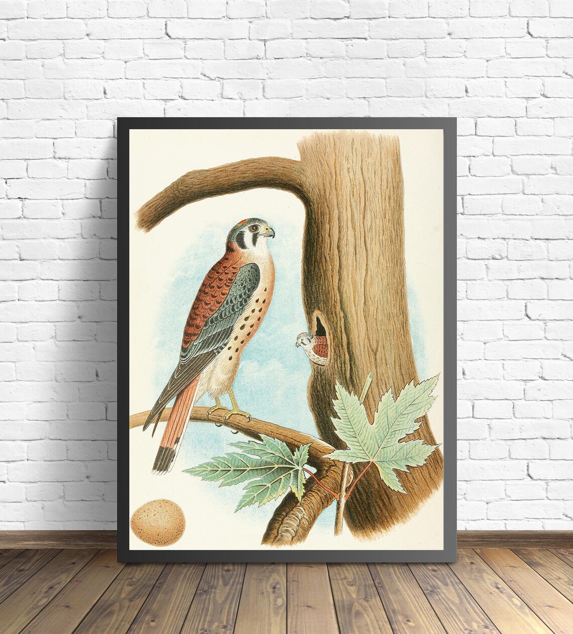 1882 Sparrow Hawk by the Nest Hollow with Egg Vintage Bird Poster - Image 2