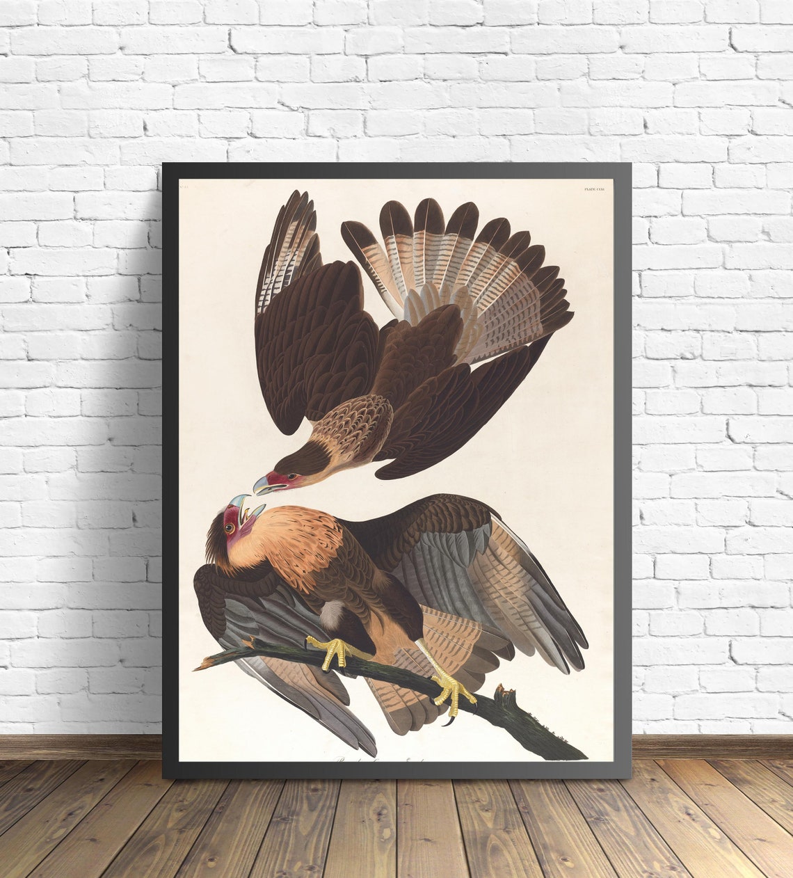 Brazilian Caracara Eagles by John James Audubon Vintage Bird Poster - Image 2