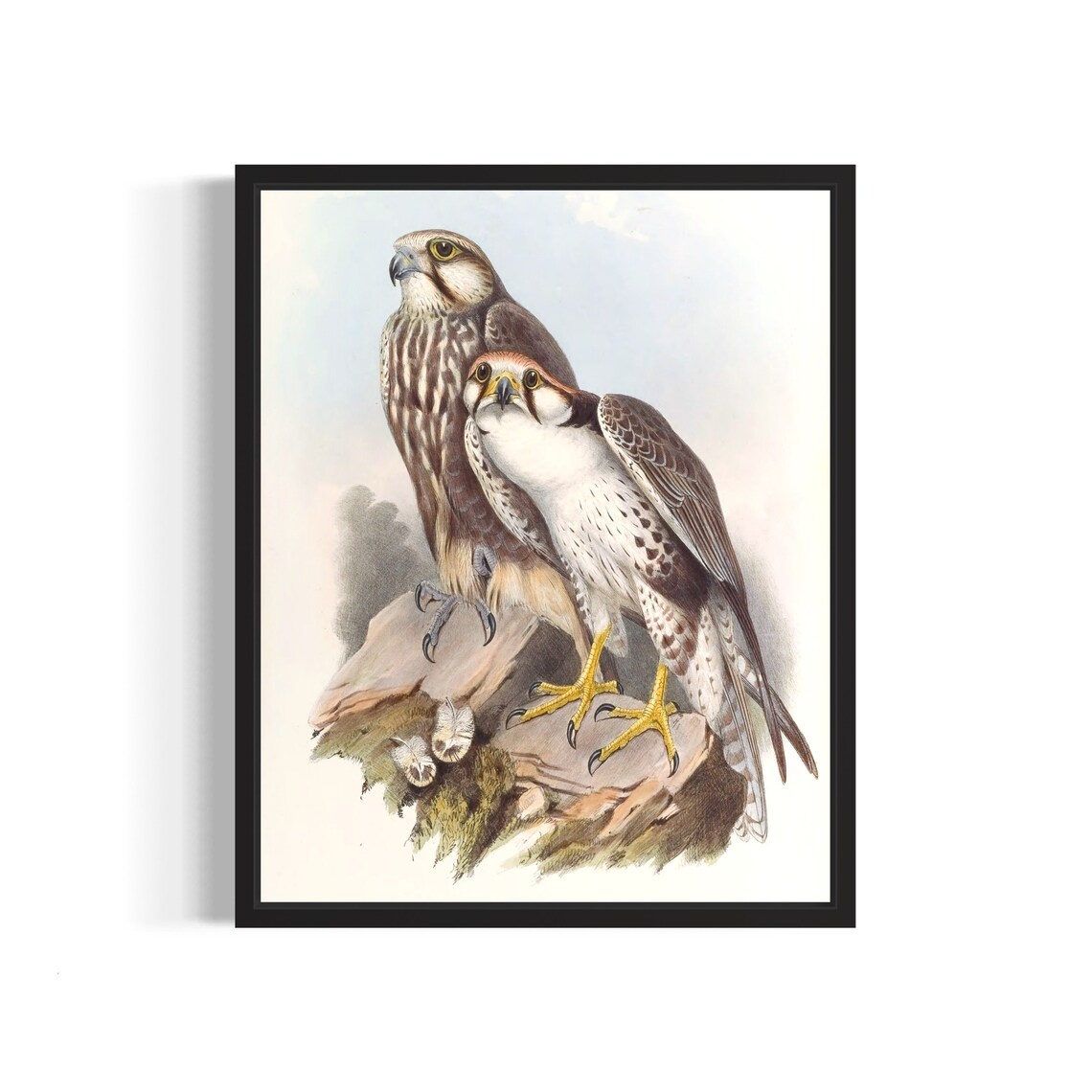 Pair of Laggar Falcons on Rocky Perch Vintage Naturalist Art Print