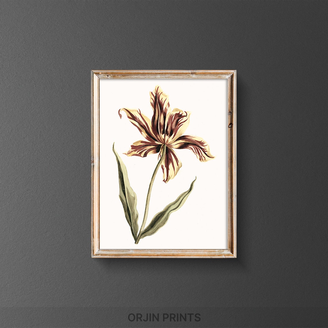 Vintage Tulip Botanical Illustration Single Bloom Floral Poster