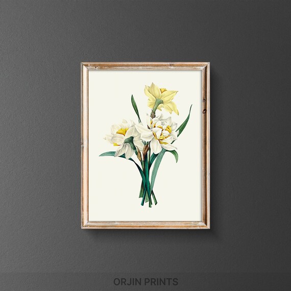 White Daffodils Botanical Illustration Vintage Spring Flower Poster
