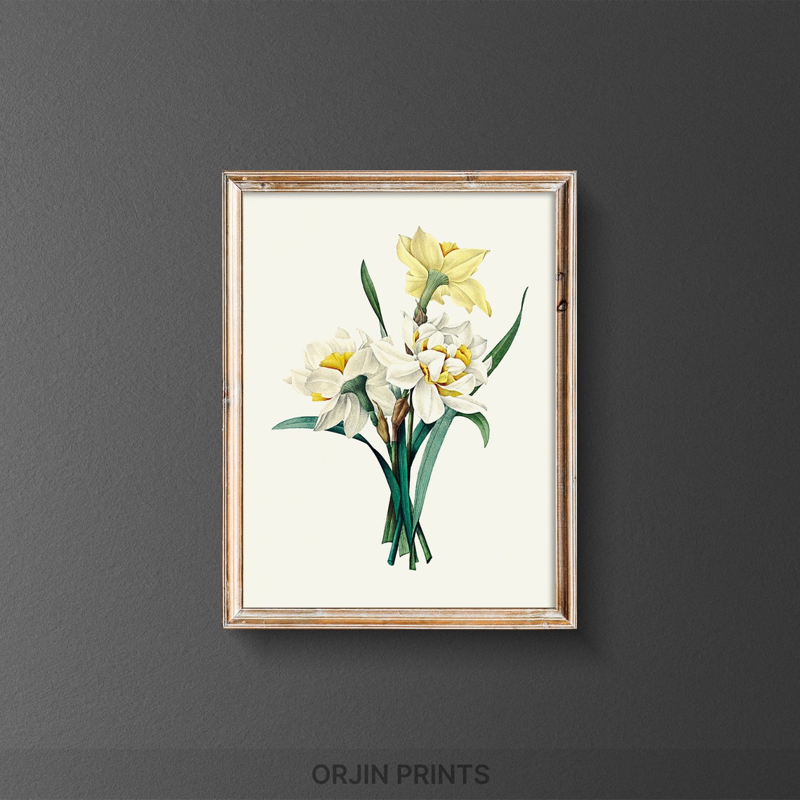 White Daffodils Botanical Illustration Vintage Spring Flower Poster