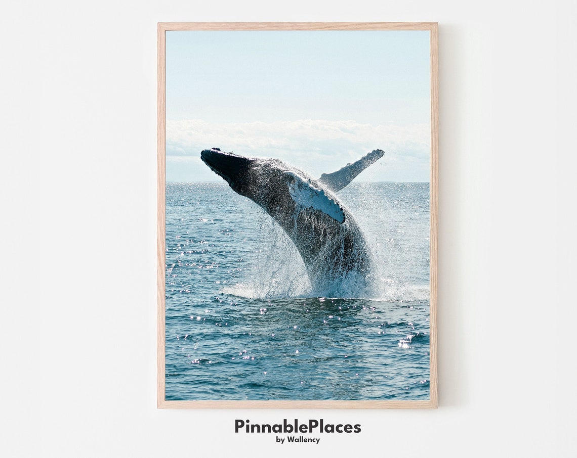 Breaching Humpback Whale Ocean Splash Photography Poster Gift