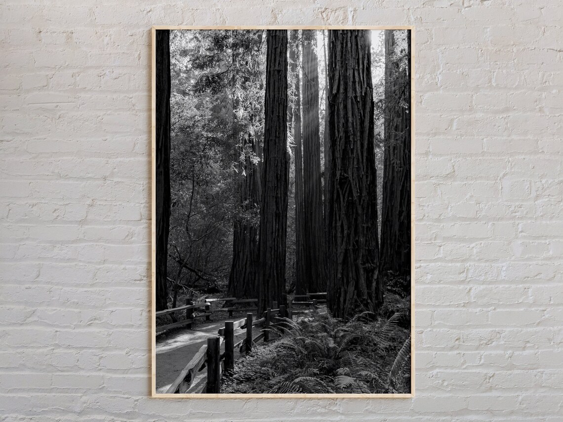 Muir Woods Redwood Trees Black And White Forest Photo Poster