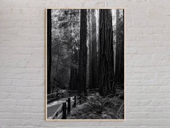 Black And White Muir Woods National Monument Print Wall Art Poster Photo Decor