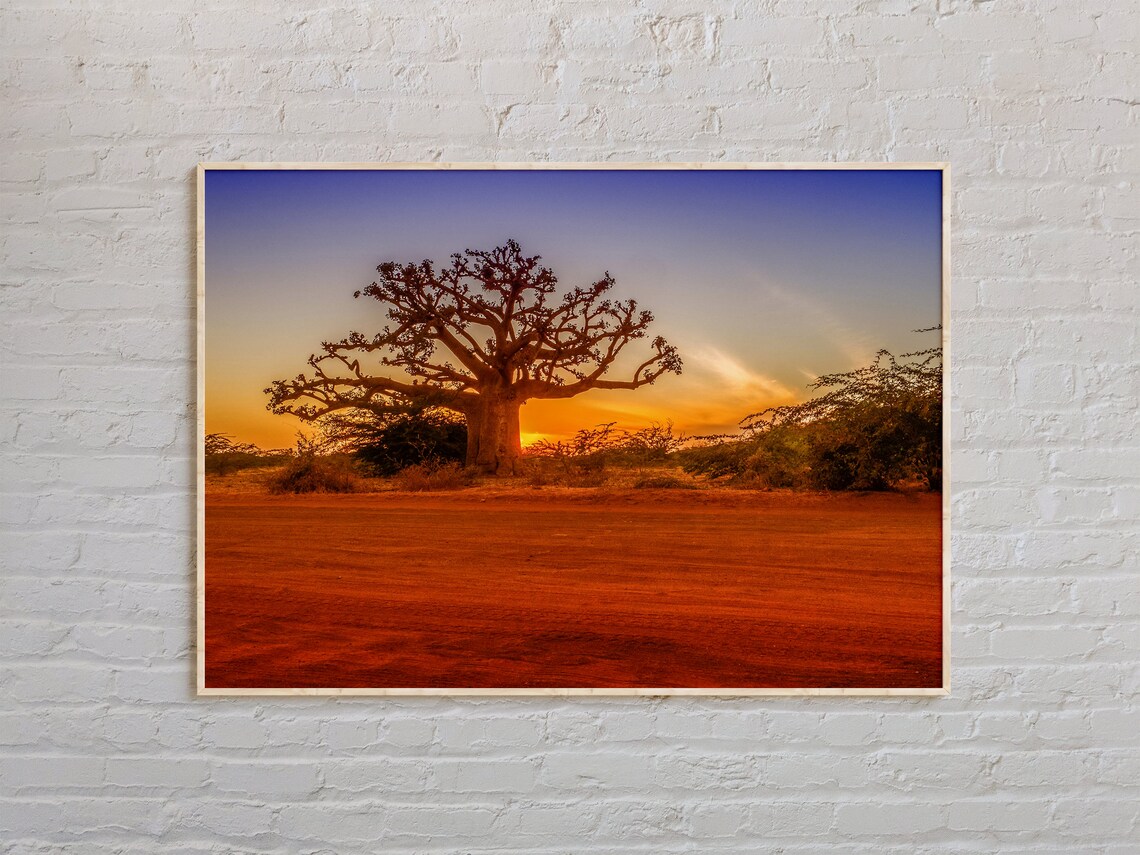 Senegal Baobab Tree Sunset Red Earth African Savanna Art Poster