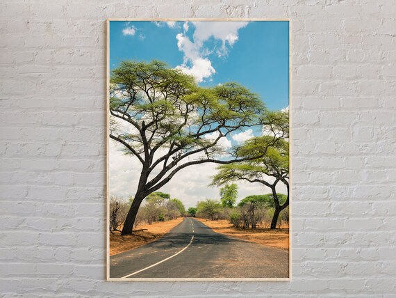 African Acacia Tree Road Under Bright Blue Sky Savanna Poster