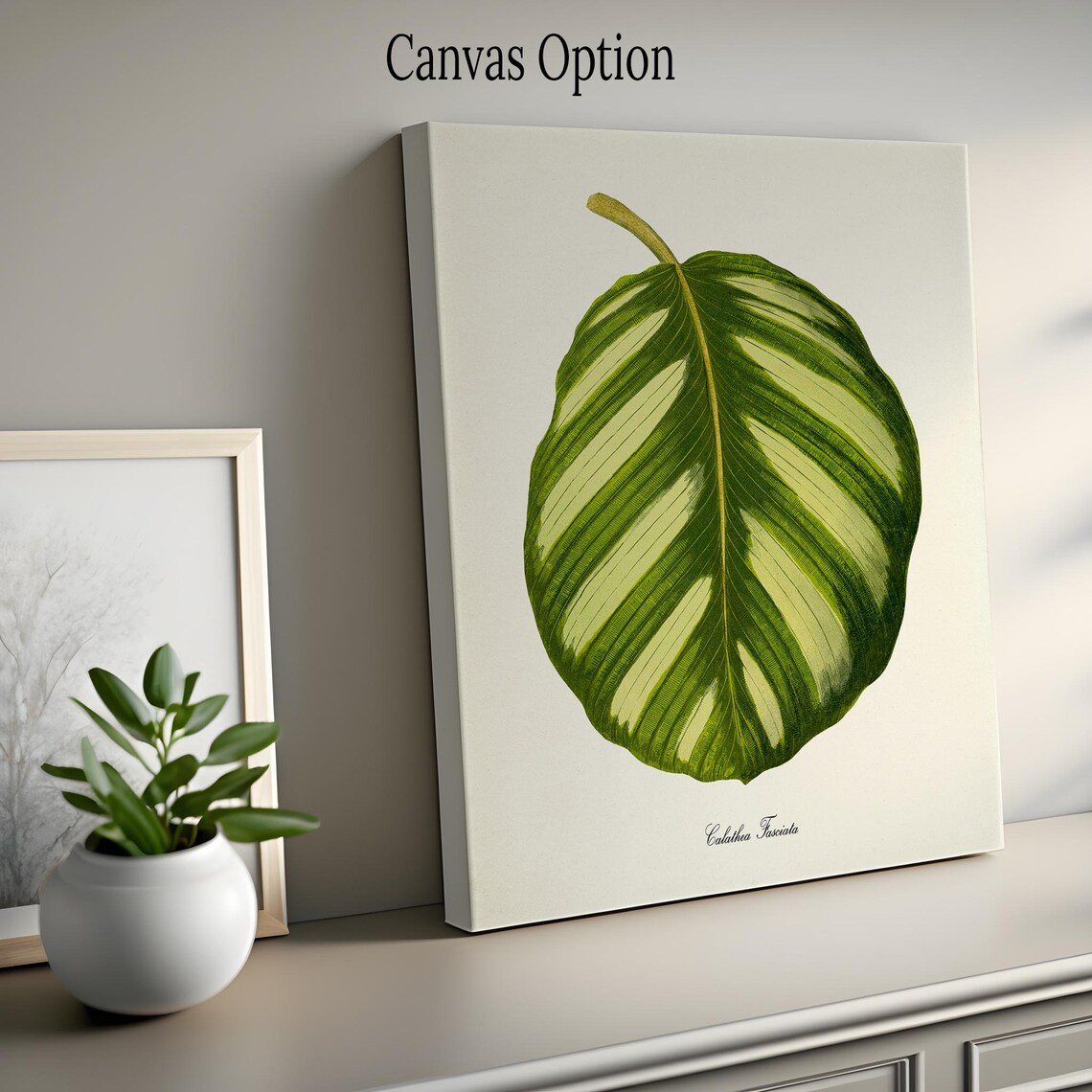 Calathea Fasciata Botanical Art Print, Green Leaves - Image 2
