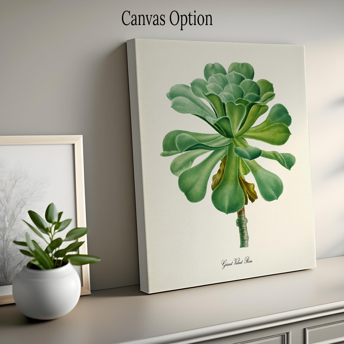 Giant Velvet Rose Succulent Botanical Art Print - Image 2