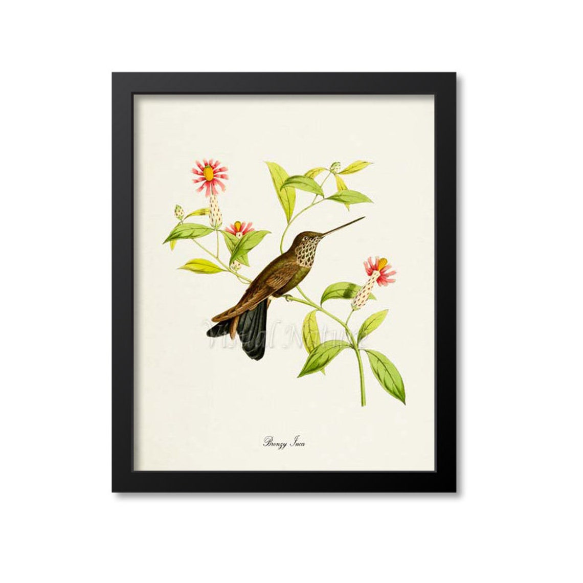 Bronzy Inca Hummingbird Print Bird Art Print Bird Art Bird Poster Flower Art Floral Garden Hummingbird Art Brown Green Pink