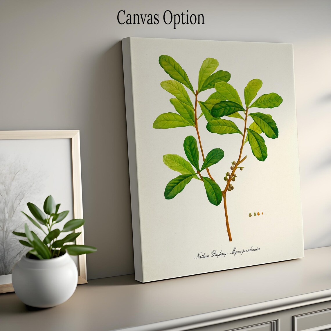 Northern Bayberry Myrica Pensylvanica Green Branch Botanical Poster - Image 2