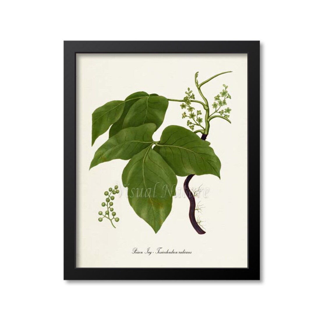 Poison Ivy Botanical Art Print, Toxicodendron Radicans
