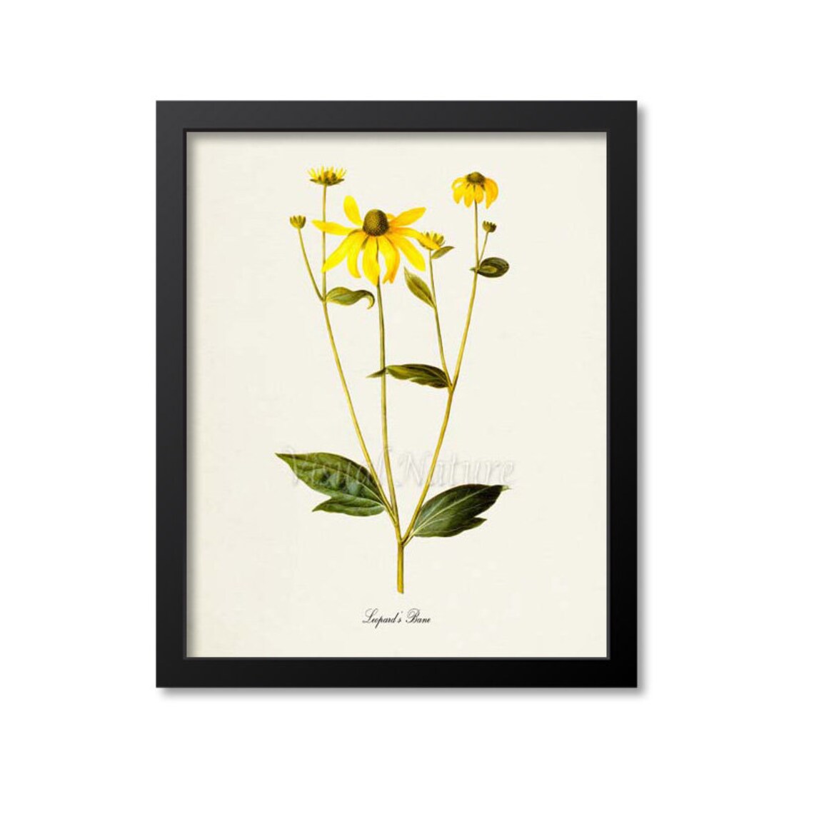 Leopards Bane Flower, Botanical Wall Art Print
