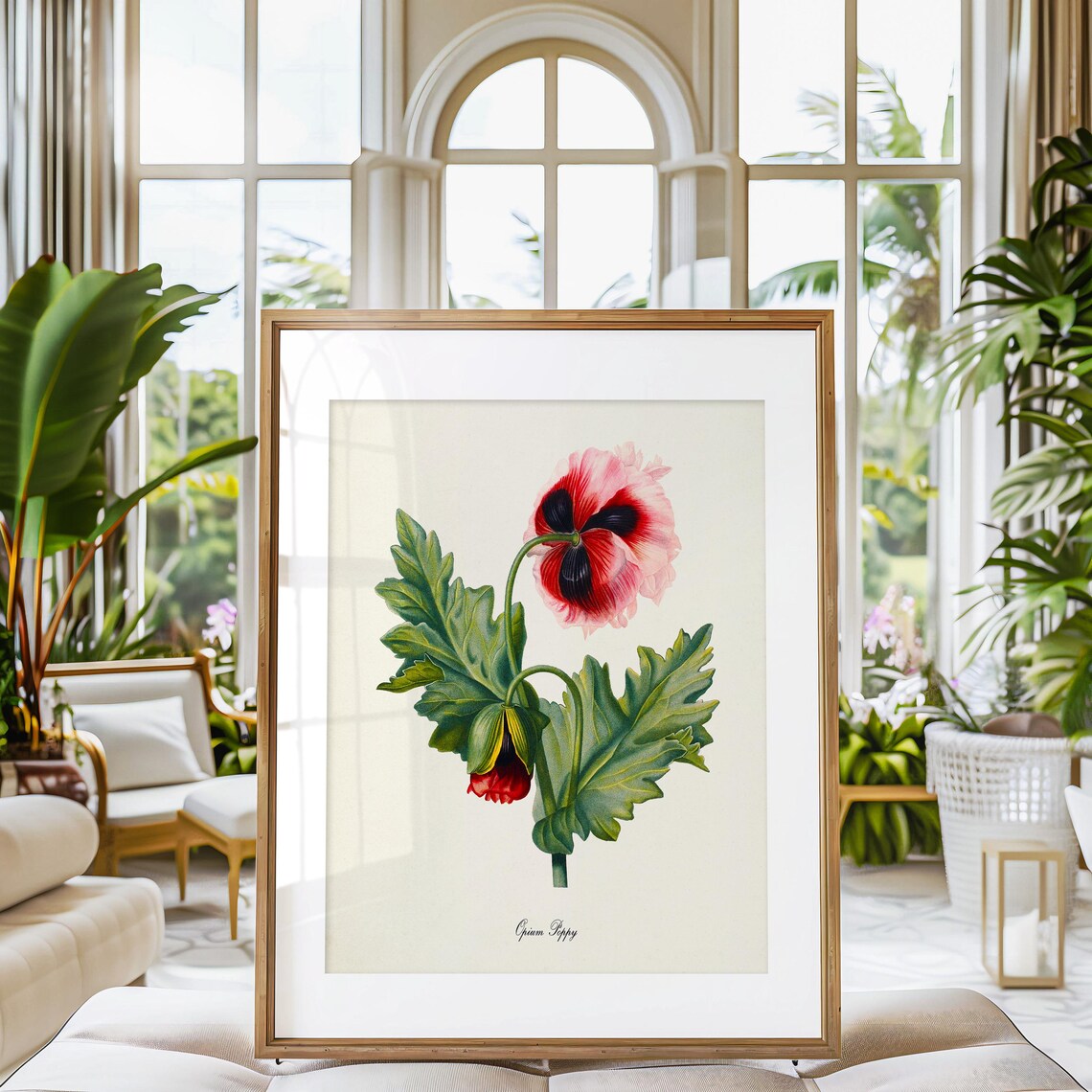 Opium Poppy Flower Art Print, Botanical Decor - Image 3