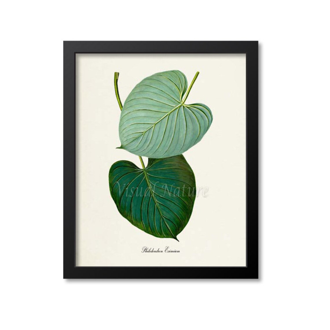 Philodendron Eximium Botanical Wall Art Print