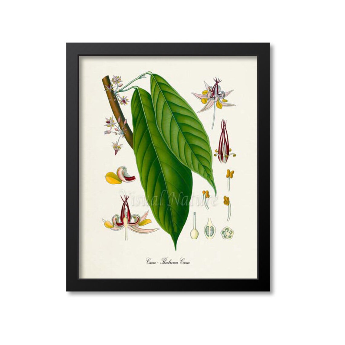 Cacao Botanical Art Print, Cocoa Tree Wall Decor