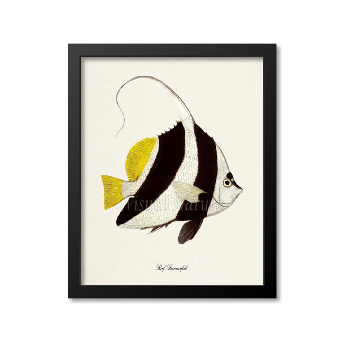 Reef Bannerfish Art Print, Sea Life Ocean Art