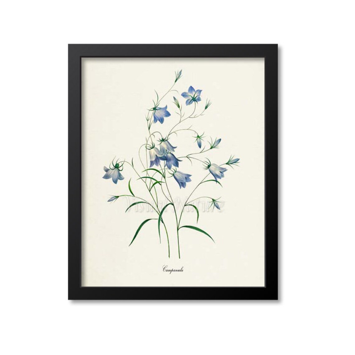Bellflowers Botanical Art Print, Redoute Inspired