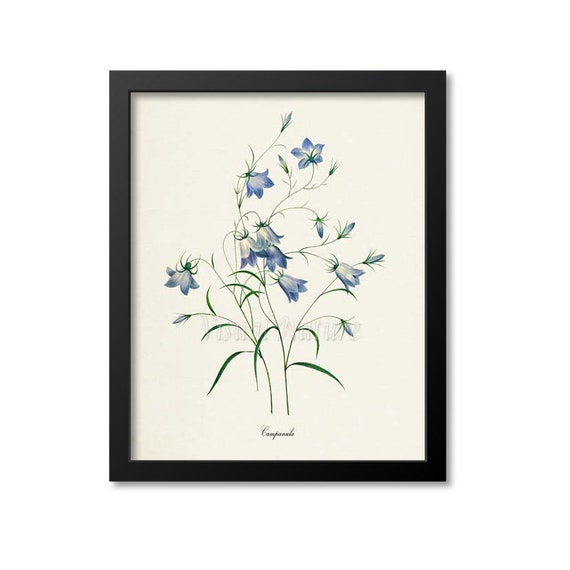 Bellflowers Botanical Art Print, Redoute Inspired