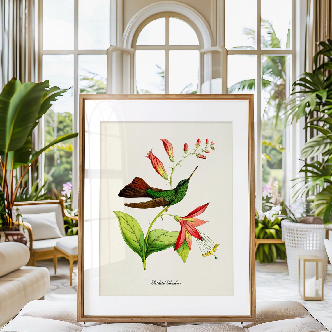 Red Footed Plumeleteer Hummingbird Tropical Vintage Nature Poster - Image 3