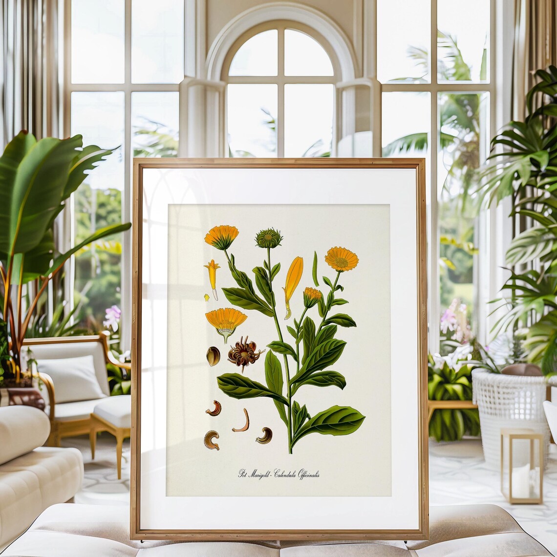 Pot Marigold Botanical Art Print, Calendula Officinalis - Image 3