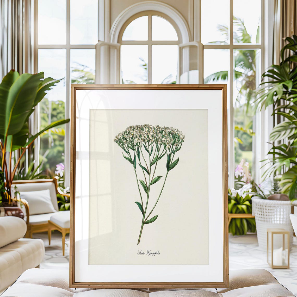 Stevia Hyssopifolia White Cluster Blossom Vintage Botanical Poster - Image 3