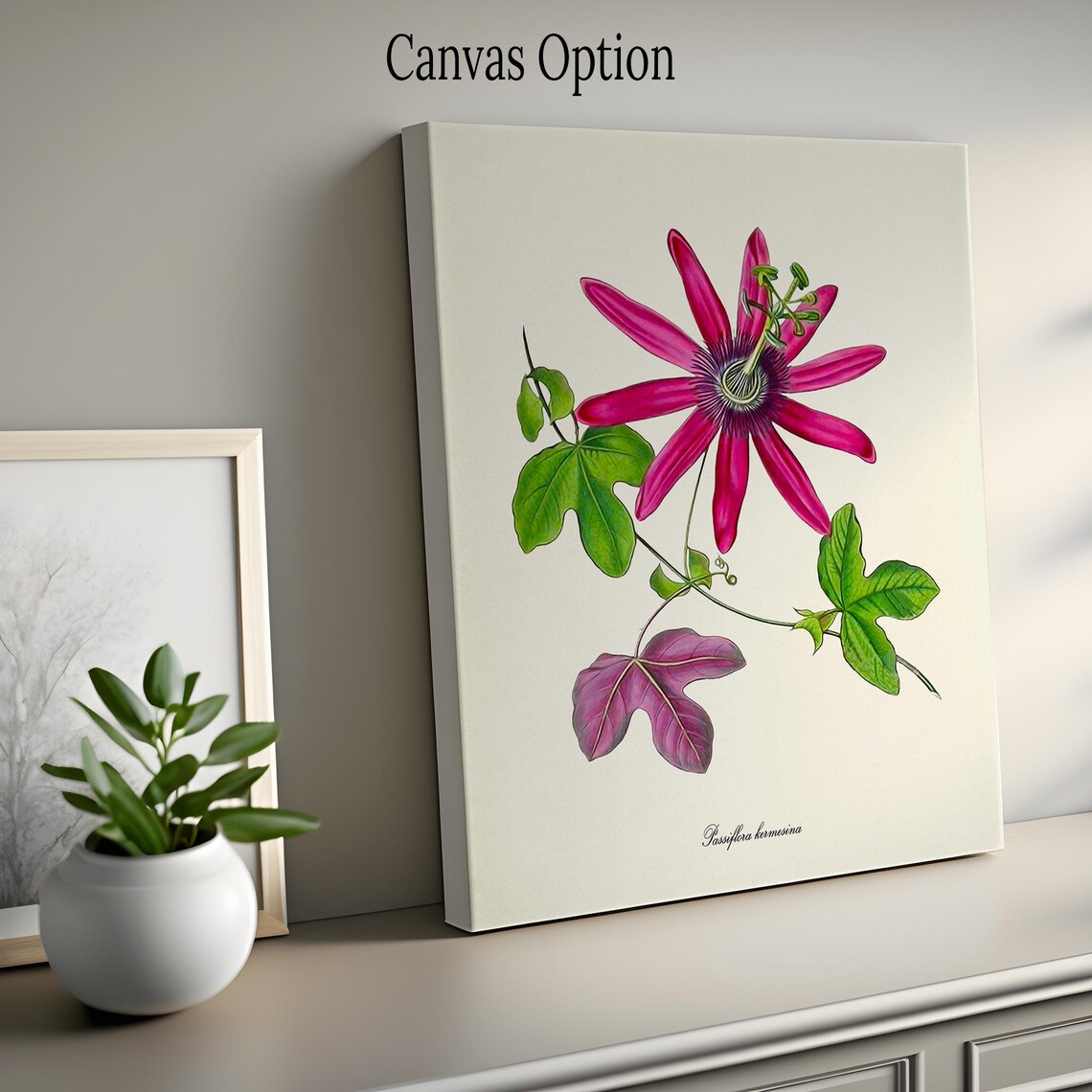 Passiflora Kermesina Botanical Flower Art Print - Image 2